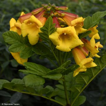 Kapintulipiippu Tropical Twist