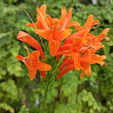 Kapintulipiippu - Tecoma capensis