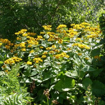 Auringontähti - Telekia speciosa