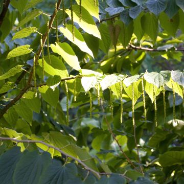 Kiinanherttapuu - Tetracentron sinense