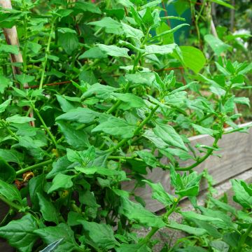 Lamopinaatti - Tetragonia tetragonoides