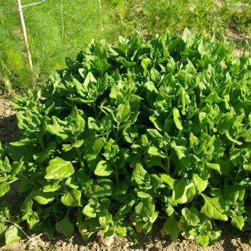 Lamopinaatti taimena - Tetragonia tetragonioides