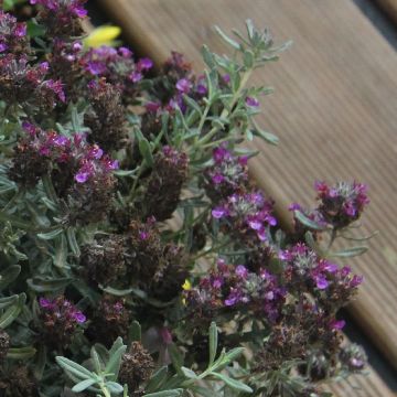 Teurikka - Teucrium ackermannii