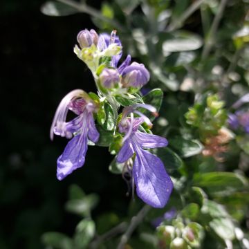 Teurikka Azureum