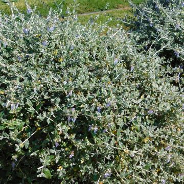 Teurikka - Teucrium fruticans