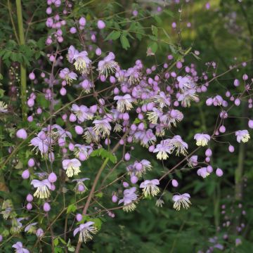 Jaloängelmä - Thalictrum delavayi