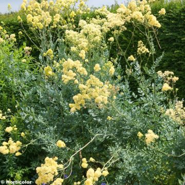 Keltaängelmä - Thalictrum flavum subsp.glaucum
