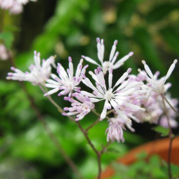 Kääpiöängelmä - Thalictrum kiusianum