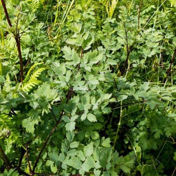 Pikkuängelmä Adiantifolium