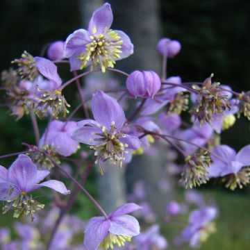 Keijuängelmä - Thalictrum rochebrunianum