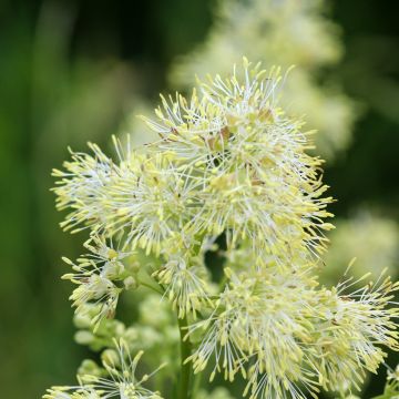 Ängelmä - Thalictrum sphaerostachyum