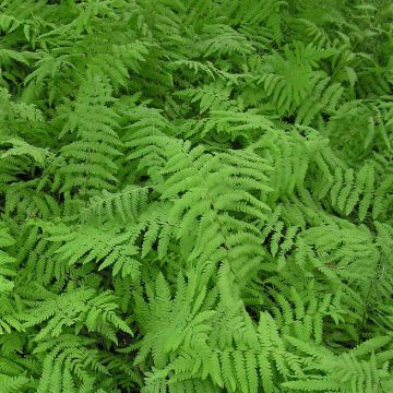 Nevaimarre - Thelypteris palustris