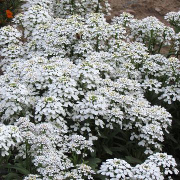 Saipo Candytuft (siemenet)