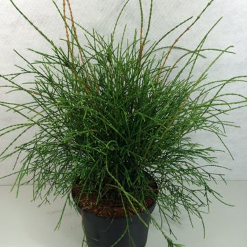 Kanadantuija Filiformis
