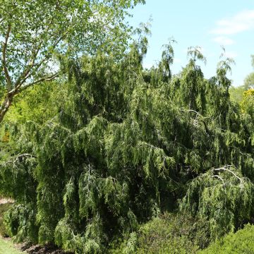 Kanadantuija Pendula