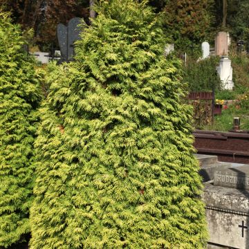 Kanadantuija Wareana Lutescens