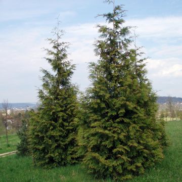 Jättiläistuija Excelsa