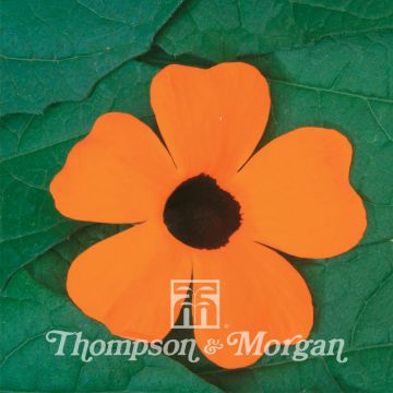 Mustasilmäsusanna Superstar orange (siemenet)