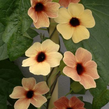 Mustasilmäsusanna African Sunset (siemenet)
