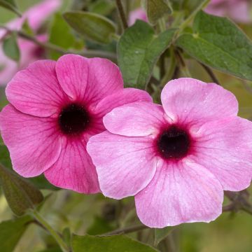 Mustasilmäsusanna Sunny Suzy Rose Sensation