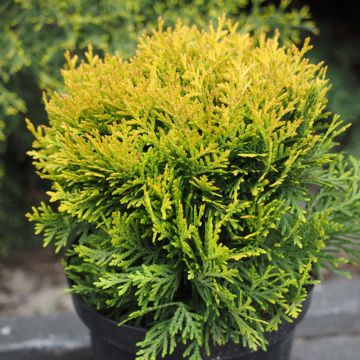 Kanadantuija Globosa Aurea