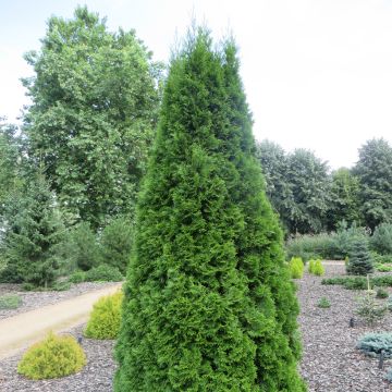 Kanadantuija Pyramidalis Compacta