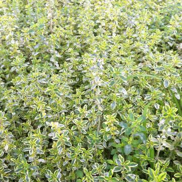 Sitruuna-ajuruoho Variegata