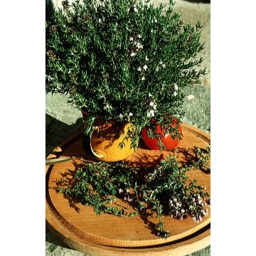 Tarha-ajuruoho (timjami) Winter