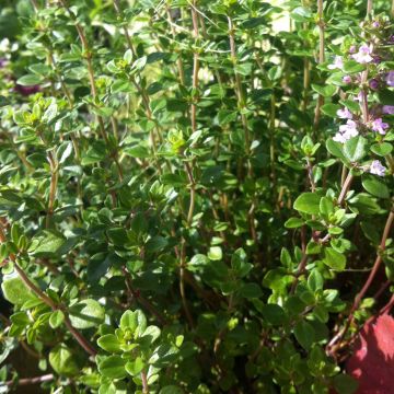 Sitruuna-ajuruoho luomu