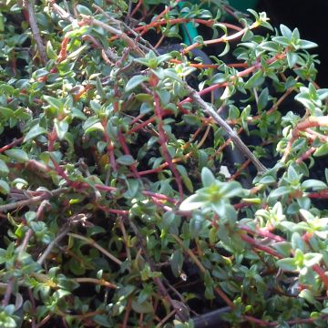 Kuminaajuruoho - Thymus herba-barona