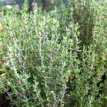 Ajuruoho luomu - Thymus officinalis