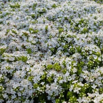 Nummiajuruoho Albiflorus