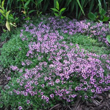 Nummiajuruoho Coccineus