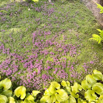 Harmaa-ajuruoho - Thymus pseudolanuginosus