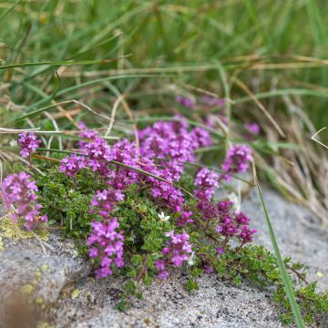 Kangasajuruoho - Thymus serpyllum