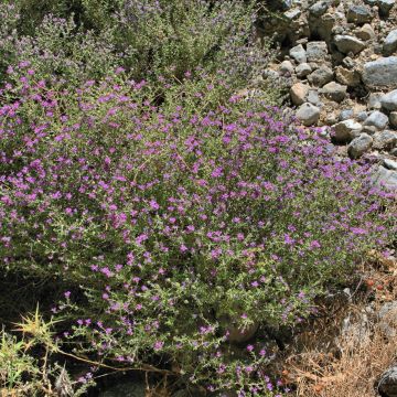 Ajuruoho - Thymus capitatus