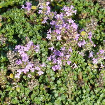 Ajuruoho - Thymus hirsutus