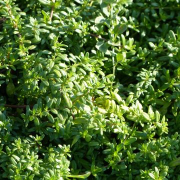 Ajuruoho - Thymus longicaulis