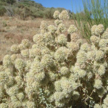 Hartsitimjami - Thymus mastichina