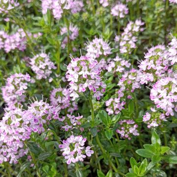 Ajuruoho - Thymus nitens