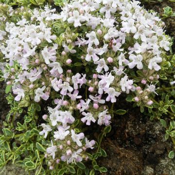 Nummiajuruoho Highland Cream