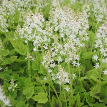 Rönsytiarella Appalachian Trail