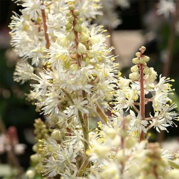 Rönsytiarella Brandywine