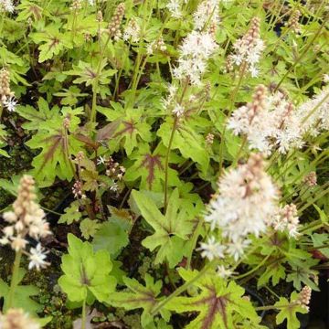 Rönsytiarella Mint Chocolate