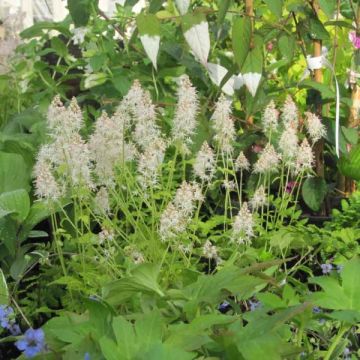 Rönsytiarella Moorgrun