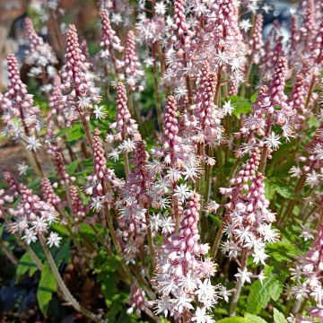 Rönsytiarella Pink Brushes