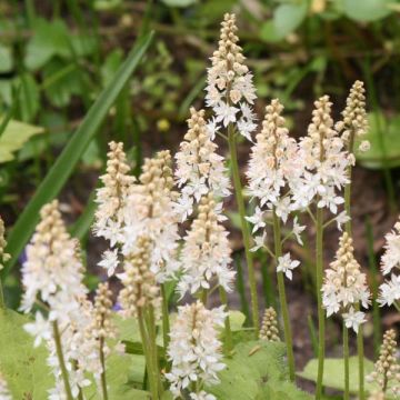 Rönsytiarella - Tiarella cordifolia