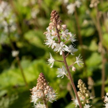 Tupastiarella - Tiarella wherryi