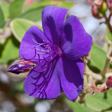 Paavinpaastopensas Purple Moon
