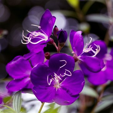 Paavinpaastopensas - Tibouchina semidecandra